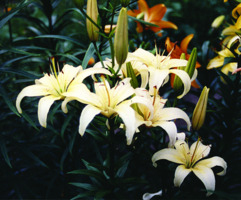 Foto: Gerhard Steinbrück